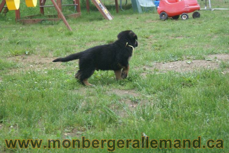 Chiots Lady 13 juin 2011 - Berger Allemand de grande lignée