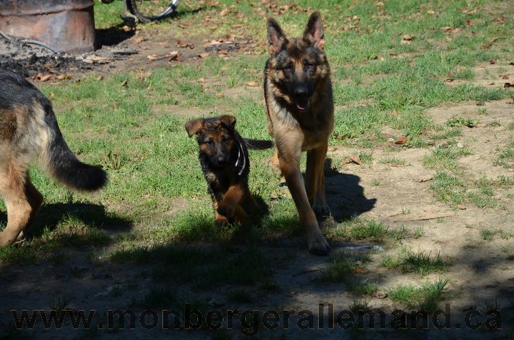 Chiots et Chien berger allemand de grnde lignées - Outaouais Laurentides 26 Aout 2011