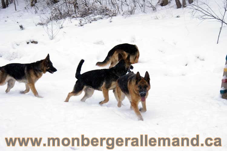 Nos chiens berger allemand - Chiot Berger Allemand a vendre regulierement - Québec, Canada , Montreal , gatineau sherbrooke, mirabel, lanaudière, laurentides, estrie et plus.