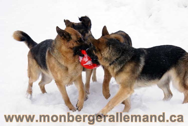 Chiot Berger Allemand a vendre regulierement - Québec, Canada , Montreal , gatineau sherbrooke, mirabel, lanaudière, laurentides, estrie et plus.