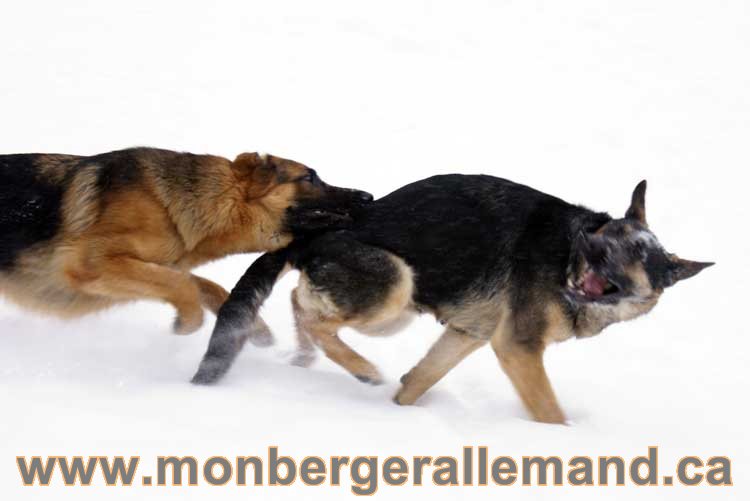 Chiot Berger Allemand a vendre regulierement - Québec, Canada , Montreal , gatineau sherbrooke, mirabel, lanaudière, laurentides, estrie et plus.