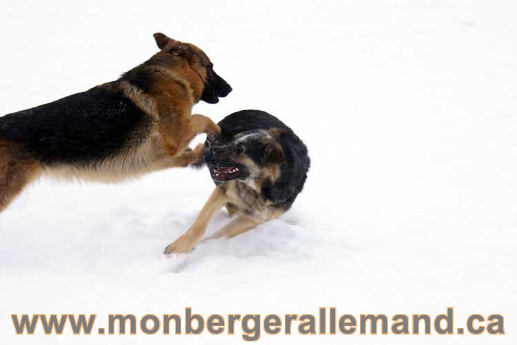 Chiot Berger Allemand a vendre regulierement - Québec, Canada , Montreal , gatineau sherbrooke, mirabel, lanaudière, laurentides, estrie et plus.