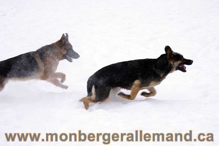 Chiot Berger Allemand a vendre regulierement - Québec, Canada , Montreal , gatineau sherbrooke, mirabel, lanaudière, laurentides, estrie et plus.