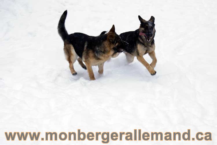 Chiot Berger Allemand a vendre regulierement - Québec, Canada , Montreal , gatineau sherbrooke, mirabel, lanaudière, laurentides, estrie et plus.