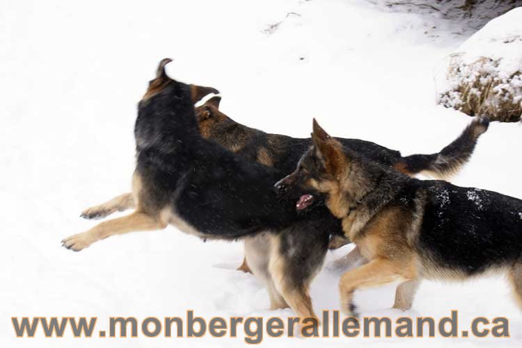 Chiot Berger Allemand a vendre regulierement - Québec, Canada , Montreal , gatineau sherbrooke, mirabel, lanaudière, laurentides, estrie et plus.