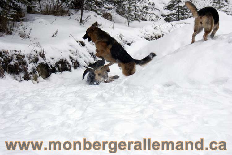 Chiots Berger Allemand a vendre regulierement - Québec, Canada , Montreal , gatineau sherbrooke, mirabel, lanaudière, laurentides, estrie et plus.