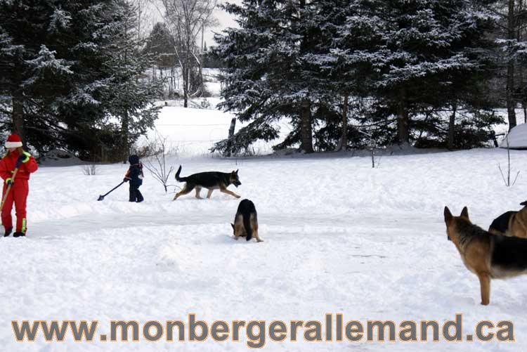 Berger allemand 2011 -  OPutaouais, Laurentides, de Montreal a sherbrooke,  de l'estrie a la monteregie Québec, Canada