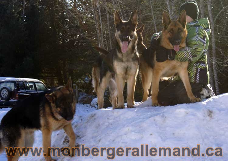 Photo berger allemand Janvier 2011 - outaouais-Laurentides-monteregie-estrie-montreal-gatineau-laval