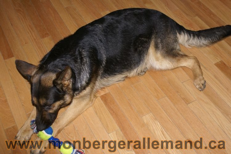 Berger allemand Avrill 2011