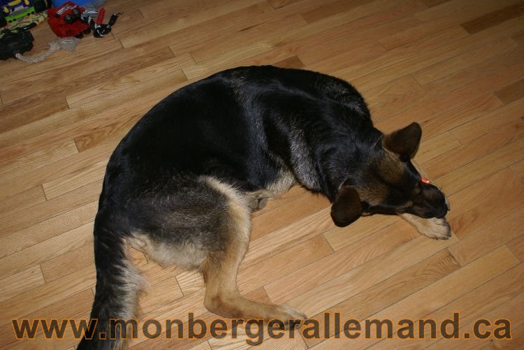 Berger allemand Avrill 2011