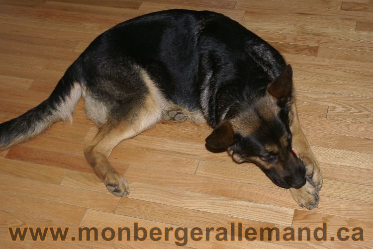 Berger allemand Avrill 2011