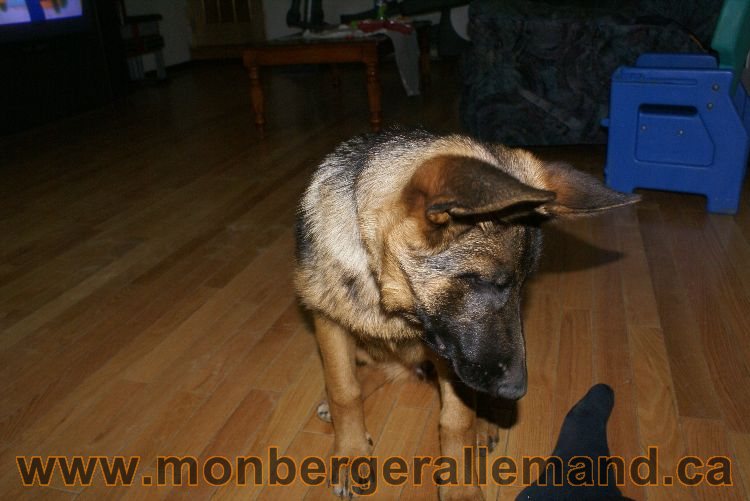 Berger allemand Avrill 2011