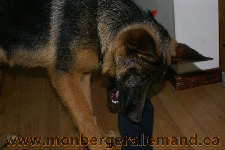 Berger allemand Avrill 2011