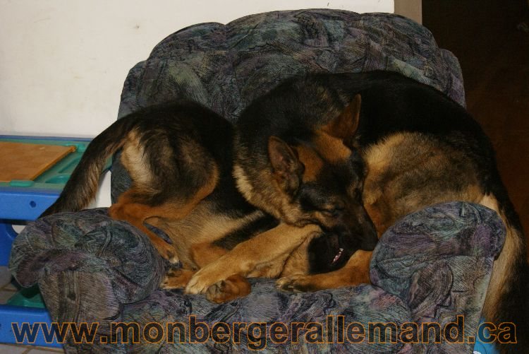Nos Berger Allemand 20 Avril 2011