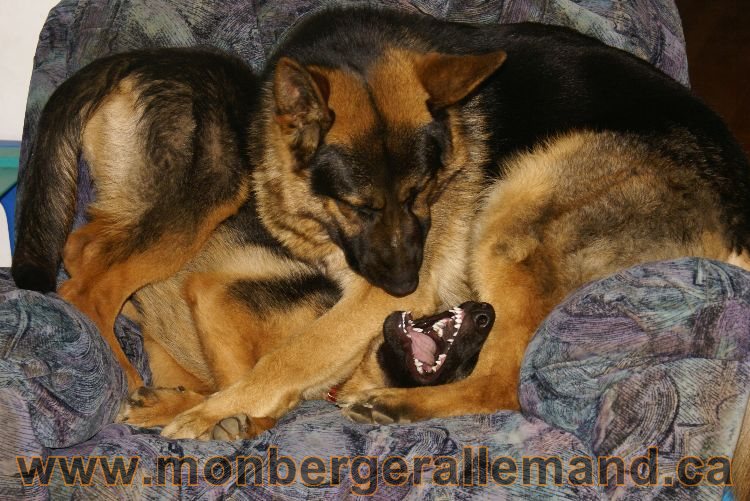Nos Berger Allemand 20 Avril 2011