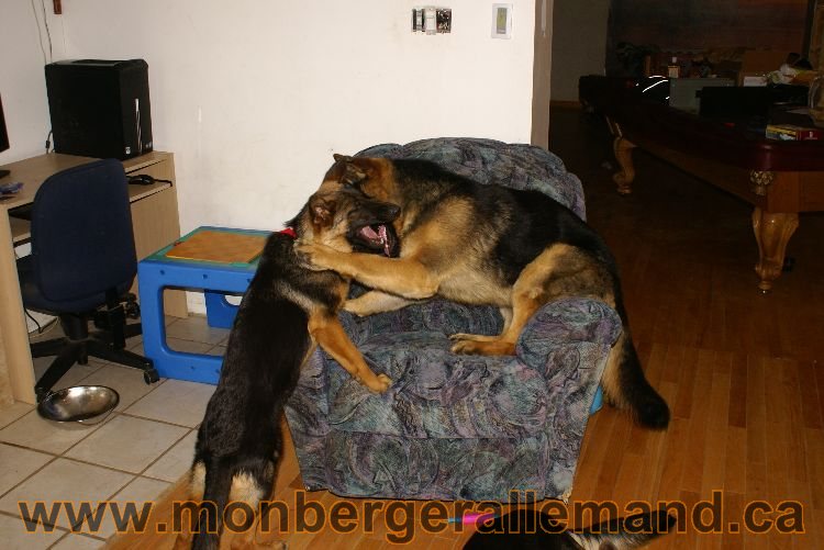 Nos Berger Allemand 20 Avril 2011