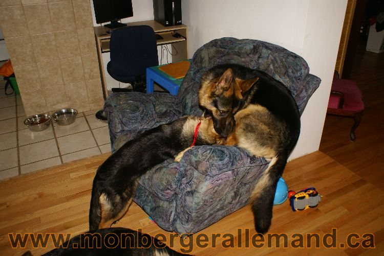 Nos Berger Allemand 20 Avril 2011