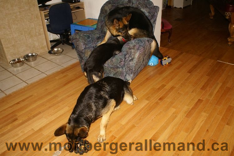 Nos Berger Allemand 20 Avril 2011