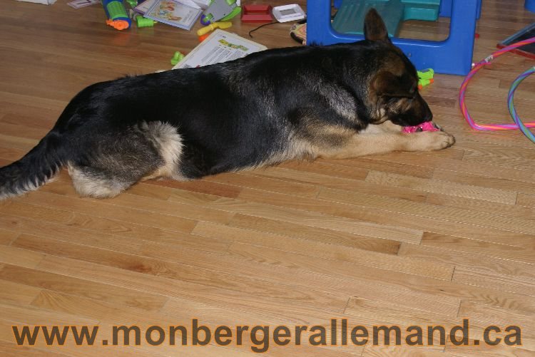 Nos Berger Allemand 20 Avril 2011