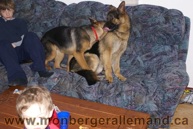 Berger asllemand 23 Avril 2011 - Les chiots vont arriver bientot !