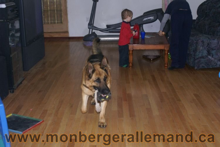 Berger asllemand 23 Avril 2011 - Les chiots vont arriver bientot !