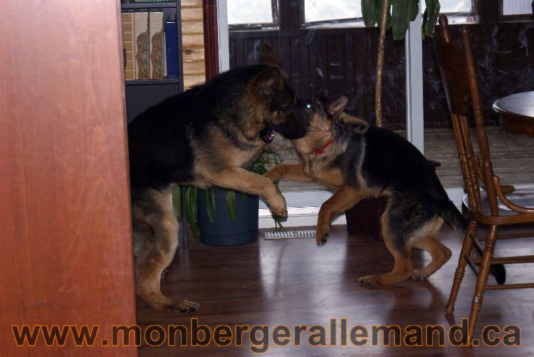 Berger asllemand 23 Avril 2011 - Les chiots vont arriver bientot !