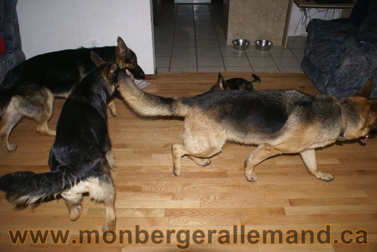 Berger asllemand 23 Avril 2011 - Les chiots vont arriver bientot !