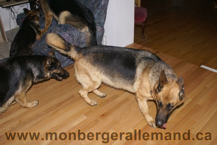 Berger asllemand 23 Avril 2011 - Les chiots vont arriver bientot !
