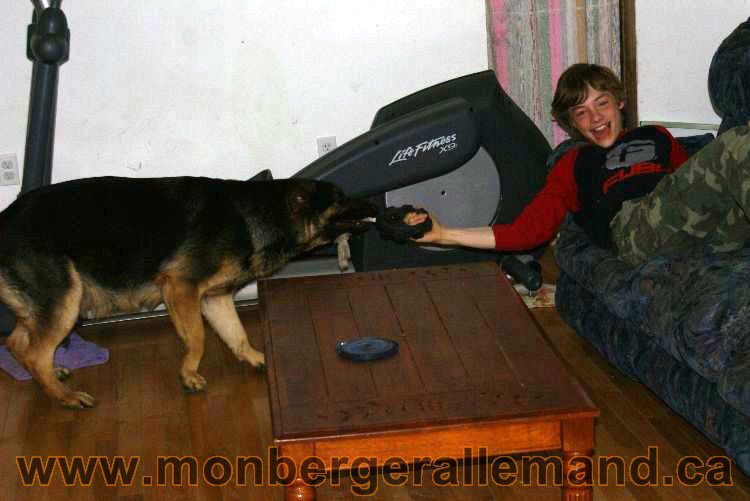 Berger asllemand 23 Avril 2011 - Les chiots vont arriver bientot !