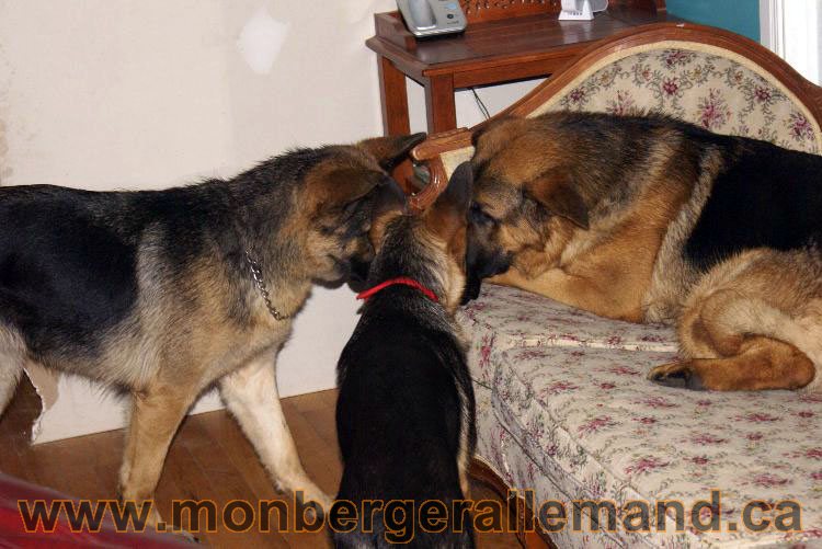 Berger asllemand 23 Avril 2011 - Les chiots vont arriver bientot !