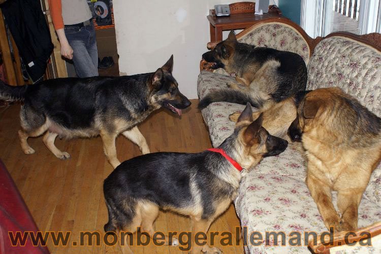 Berger asllemand 23 Avril 2011 - Les chiots vont arriver bientot !