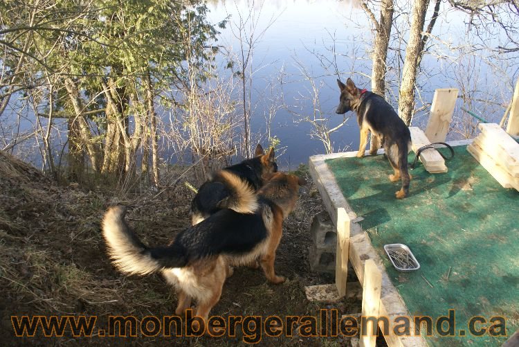 Berger allemand au printemps !