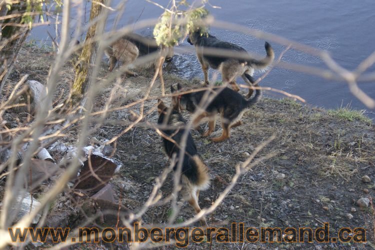 Berger allemand au printemps !