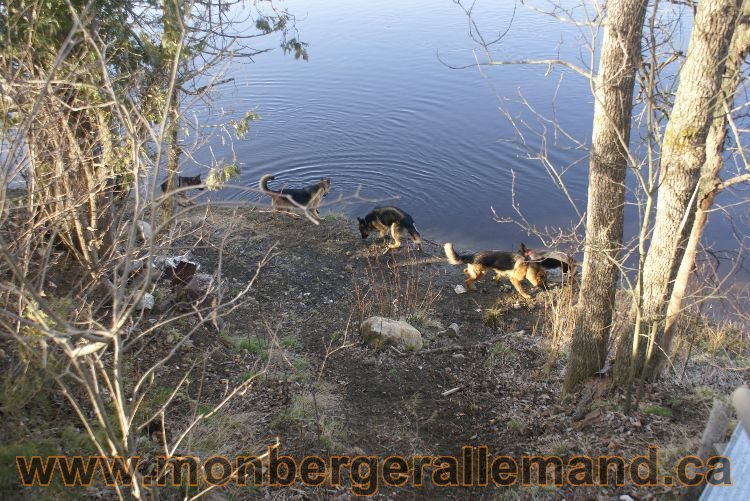 Berger allemand au printemps !