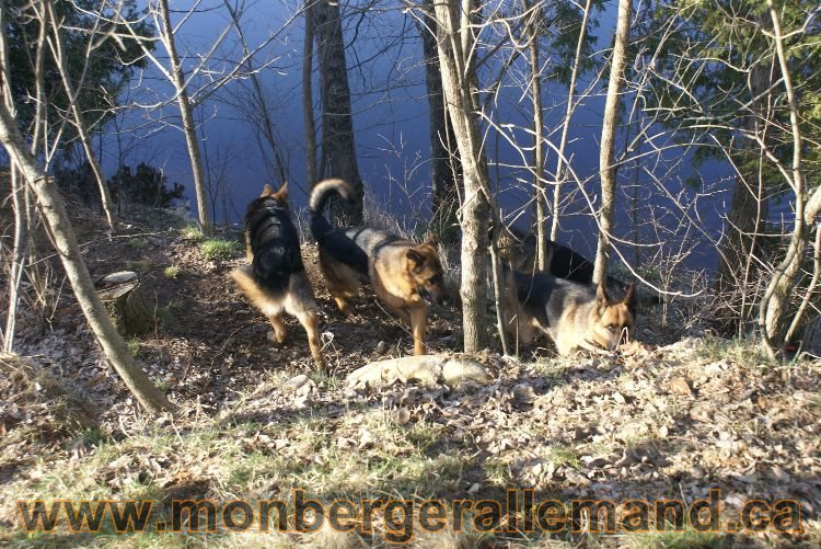 Berger allemand au printemps !