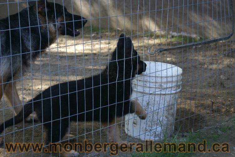 Berger allemand - Juillet 2011