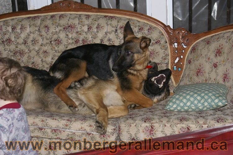 Nos Berger allemand avril 2011
