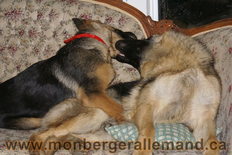Nos Berger allemand avril 2011