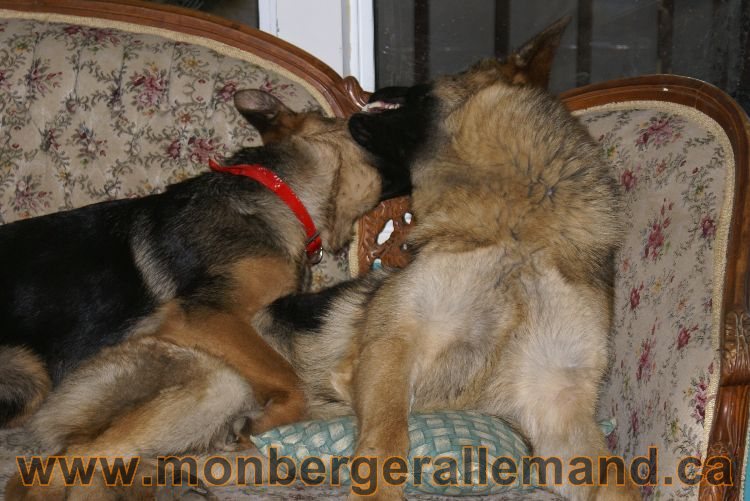 Nos Berger allemand avril 2011