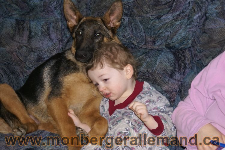 Nos Berger allemand avril 2011