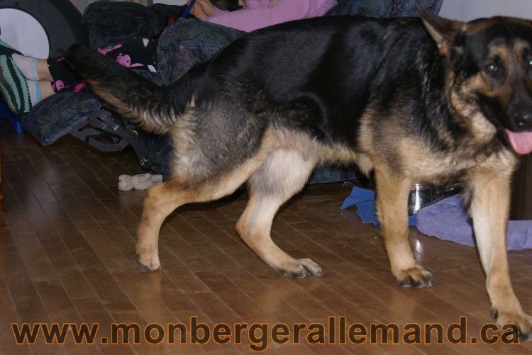 Nos Berger allemand avril 2011