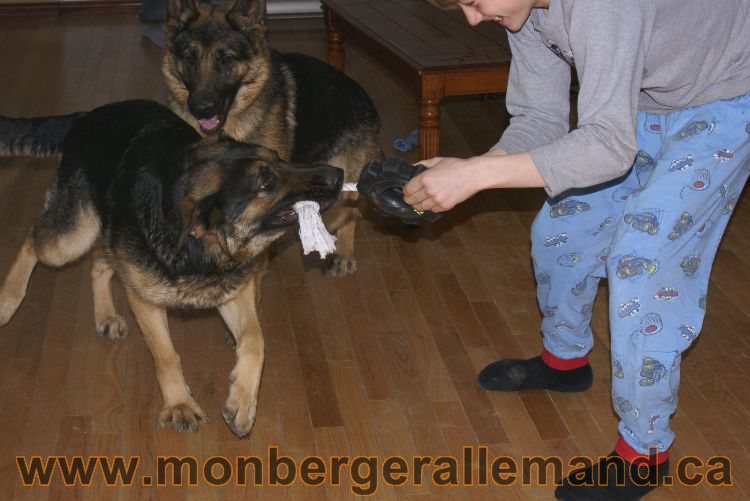 Nos berger allemand - Avril 2011