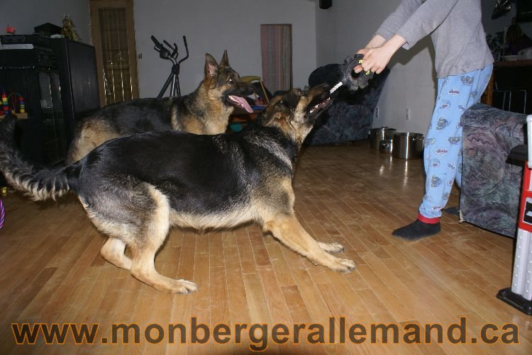 Nos berger allemand - Avril 2011