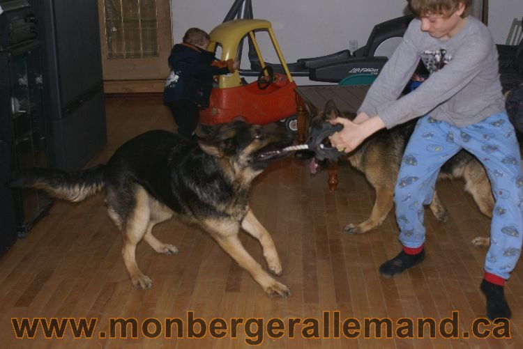 Nos berger allemand - Avril 2011