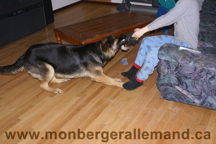 Nos berger allemand - Avril 2011