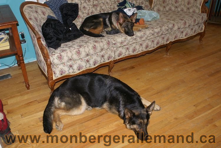 Berger allemand 9 Avril 2011 - Des portees de chiots berger allemand sont en cours !