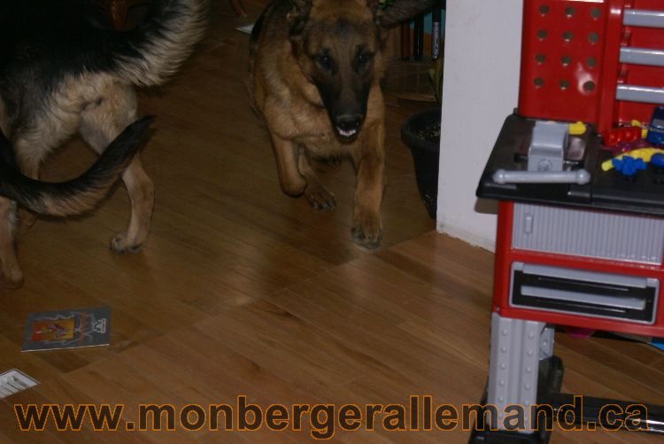 Berger allemand 9 Avril 2011 - Des portees de chiots berger allemand sont en cours !