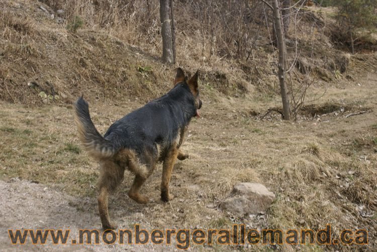 Berger allemand 9 Avril 2011 - Des portees de chiots berger allemand sont en cours !