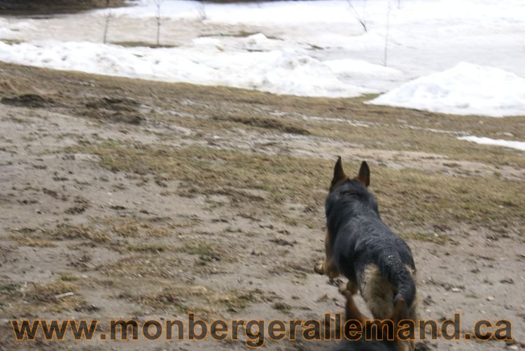 Berger allemand 9 Avril 2011 - Des portees de chiots berger allemand sont en cours !