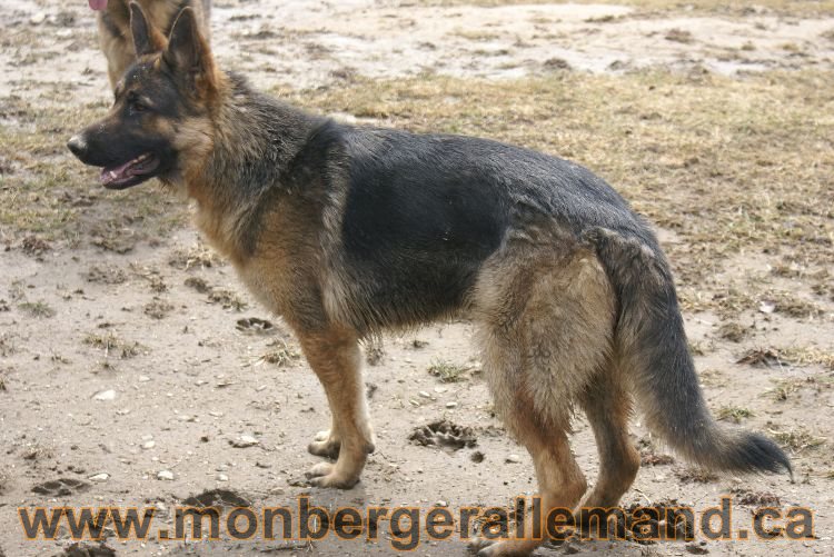 Berger allemand 9 Avril 2011 - Des portees de chiots berger allemand sont en cours !
